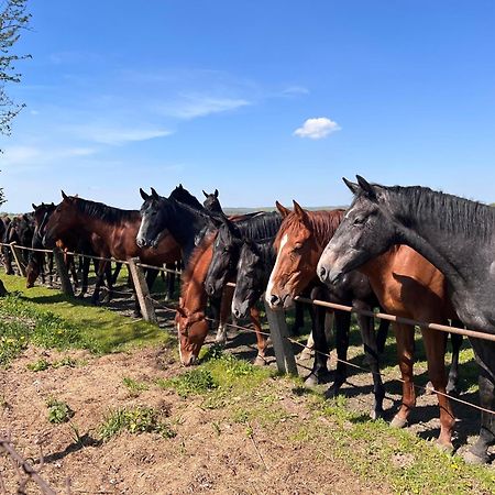 Black Horse Pasłęk Eksteriør billede