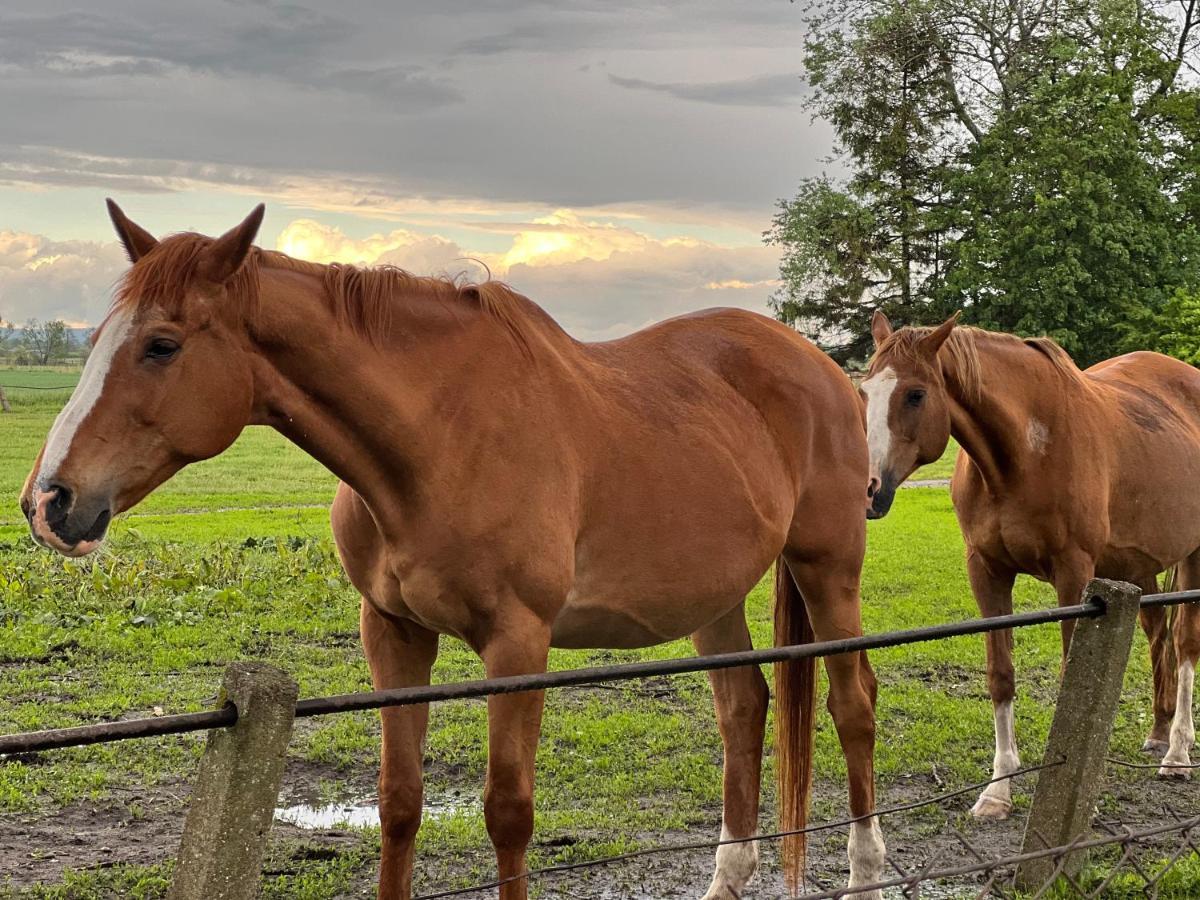 Black Horse Pasłęk Eksteriør billede