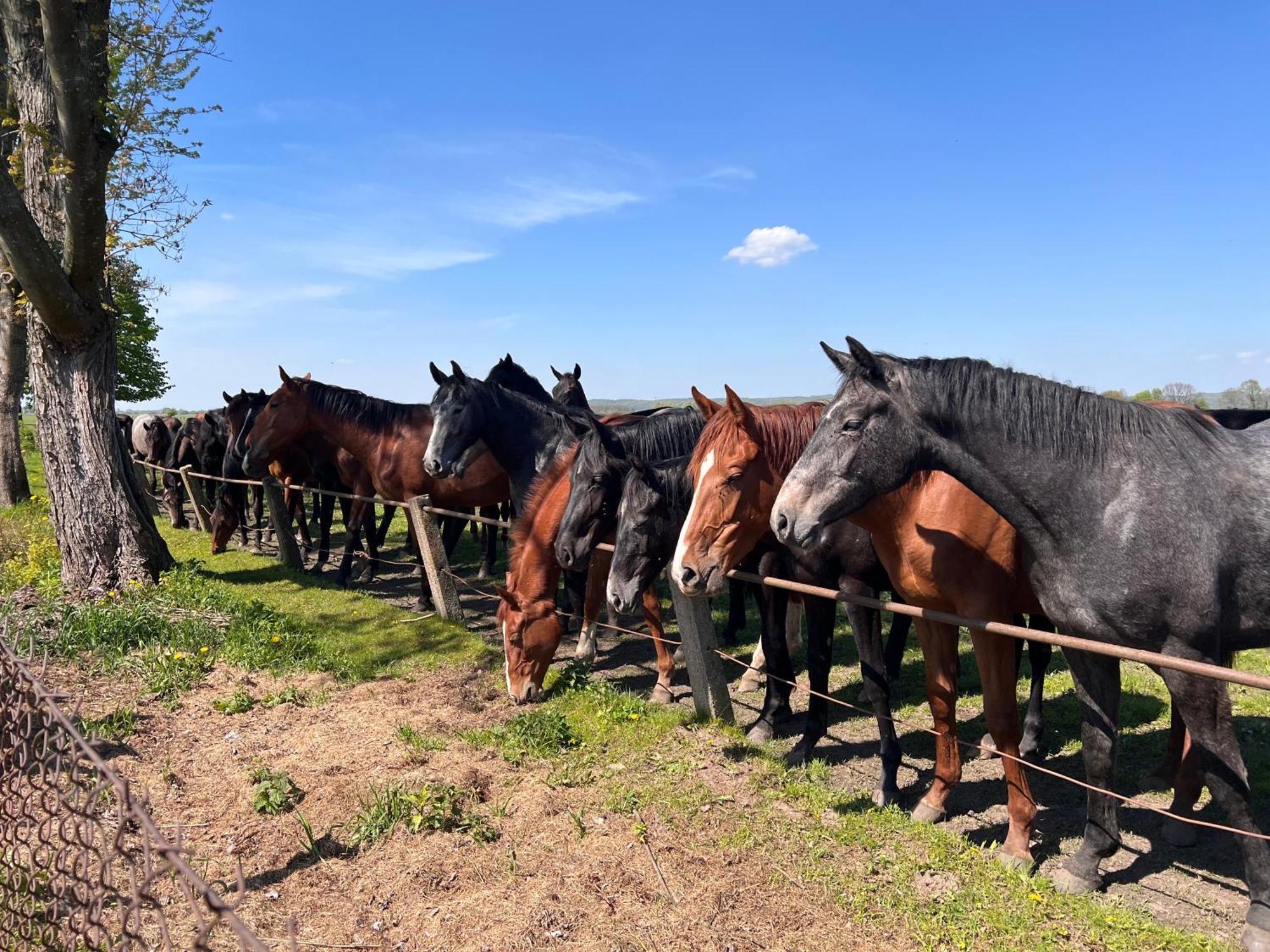 Black Horse Pasłęk Eksteriør billede